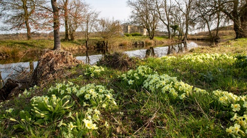Primroses in flower by the moat in Lyveden's garden. The garden lodge is nestled behind some trees in the background.